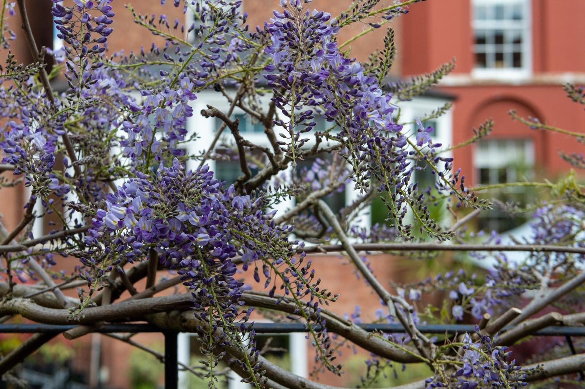 Darwin'S Townhouse Bed & Breakfast Shrewsbury Exterior foto Wisteria sinensis